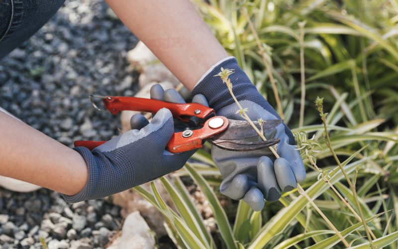 primer-plano-de-un-jardinero-de-sexo-femenino-que-poda-las-plantas-en-el-jardin